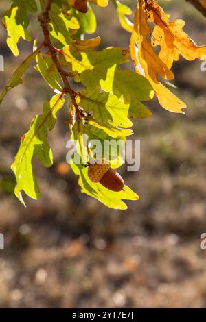 chêne, branche, feuilles, gland, chute, gros plan Banque D'Images