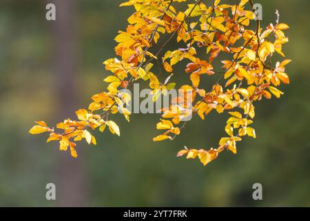 Hêtre européen en automne, branche, feuilles, gros plan, détail Banque D'Images