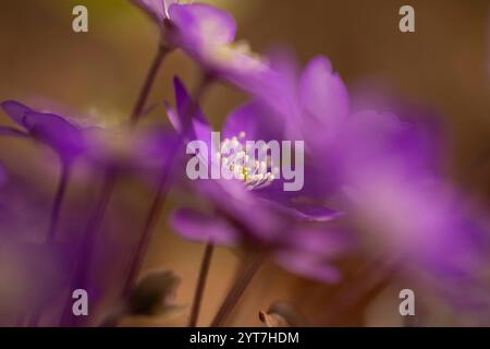 Anémone hepatica, hepatica nobilis, hepatica commune, liverwort, kidneywort ou pennywort Banque D'Images