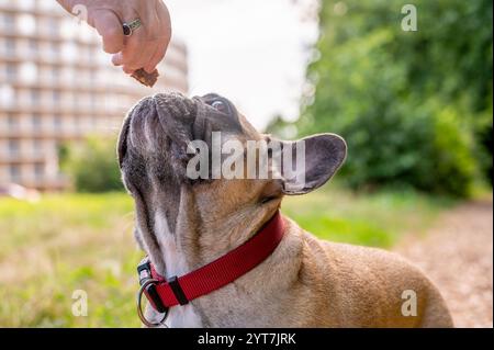 Nourrir à la main deux Bulldogs français. Banque D'Images