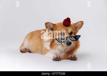 Chien Corgi à la mode portant des lunettes de soleil pixelisées et un bonnet rouge, élégant et ludique Banque D'Images