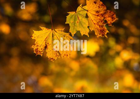 Feuilles d'érable colorées dans la lumière du soleil Banque D'Images