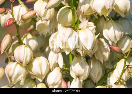 Belles fleurs blanches de Yucca gloriosa, gros plan. un arbuste à feuilles persistantes. plante ornementale à fleurs. Banque D'Images