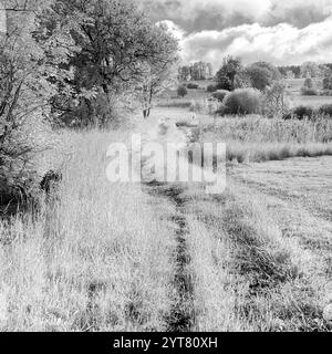 Europe, Allemagne, Rhénanie-Palatinat, Westerwald, Hoher Westerwald, chemin à travers la prairie de montagne à la Fuchskaute Banque D'Images