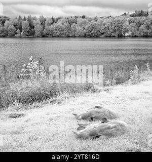 Europe, Allemagne, Hesse, Westerwald, jeunes cygnes sur la rive de l'étang de Heisterberg Banque D'Images