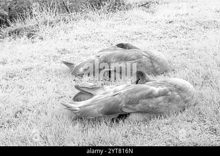 Europe, Allemagne, Hesse, Westerwald, jeunes cygnes sur la rive de l'étang de Heisterberg Banque D'Images