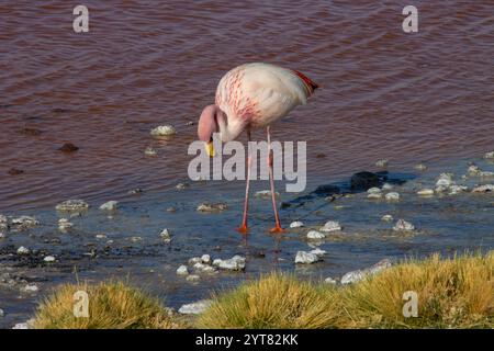 Flamants roses andins se tenant gracieusement dans les eaux peu profondes de la Laguna Colorada, Bolivie, reflétant les superbes teintes rouges de la surface du lac Banque D'Images