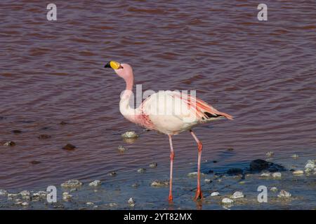 Flamants roses andins se tenant gracieusement dans les eaux peu profondes de la Laguna Colorada, Bolivie, reflétant les superbes teintes rouges de la surface du lac Banque D'Images