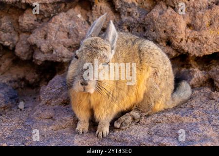 Viscacha méridional (Lagidium viscacia) reposant sur des roches volcaniques près d'Uyuni, Bolivie. Originaire des Andes et bien adapté à la haute altitude. Banque D'Images