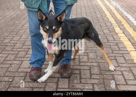 Angleterre, Kent, Tonbridge, le marché fermier, excitable Pet Dog Banque D'Images