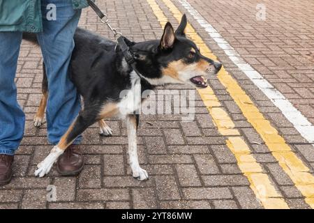 Angleterre, Kent, Tonbridge, le marché fermier, excitable Pet Dog Banque D'Images