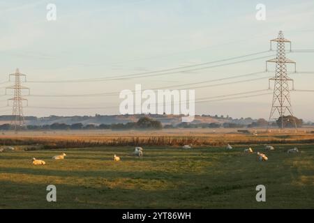 Angleterre, Kent, Romney Marsh, Electricity Pylon et moutons dans Misty Field Banque D'Images