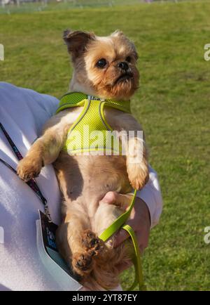 Angleterre, Kent, Deal, Betteshanger Country Park, Pawfest, chiens Banque D'Images