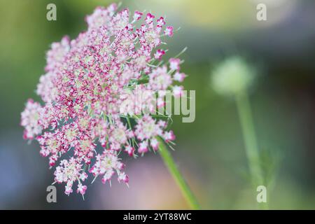 Fleur, ombel, carotte, carotte sauvage, Daucus carota Banque D'Images