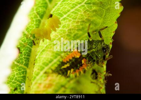 Coccinelle, coccinelle asiatique, larve Banque D'Images