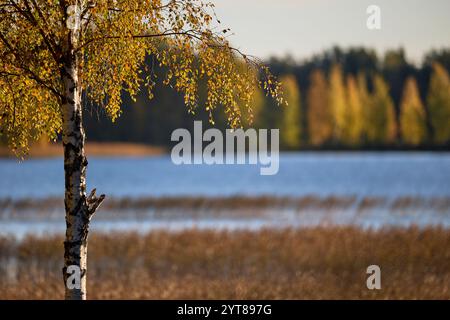 Europe, Finlande, automne, coloration du feuillage, bouleau Banque D'Images