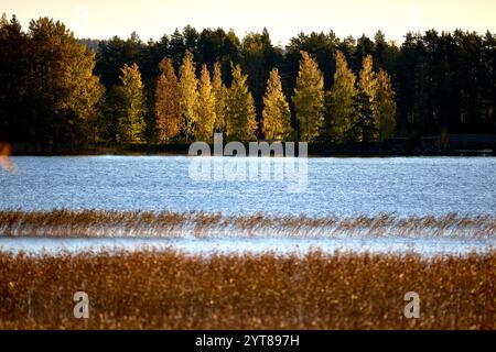 Europe, Finlande, automne, coloration du feuillage Banque D'Images