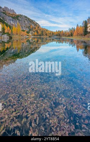 Lac Federa au pied de Croda da da Lago en automne entouré de mélèzes, Dolomites, Cortina d'Ampezzo, province de Belluno, Vénétie, Italie Banque D'Images