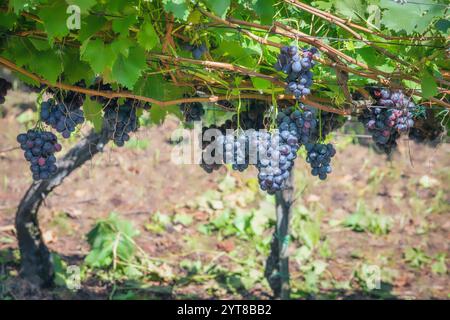 Détail sur des grappes de raisins noirs dans les vignobles sur la colline au-dessus de Merano, province de Bolzano, Haut Adige / Tyrol du Sud, Italie Banque D'Images