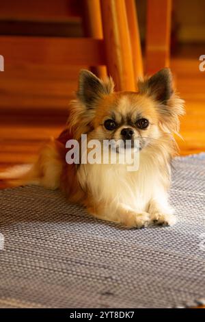 Chihuahua chien (poil long) se repose sur le sol Banque D'Images