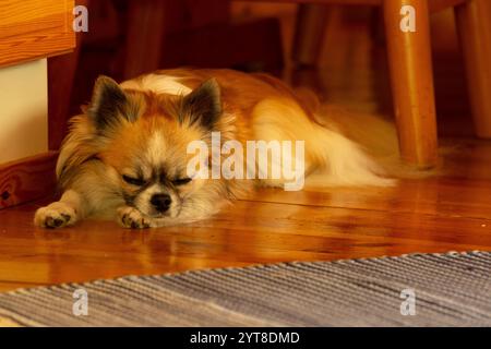 Chihuahua chien (poil long) se repose sur le sol Banque D'Images