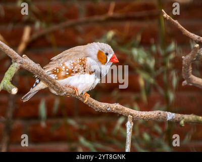 Vue latérale complète du corps d'un mâle zèbre du Timor ( [Taeniopygia guttata guttata] sur une branche devant un mur de maison flou. Banque D'Images