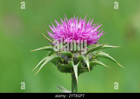 Chardon Marie, fleur de chardon Marie, fond vert, piquant, plante médicinale, plante médicinale, chardon, fleur de chardon Banque D'Images