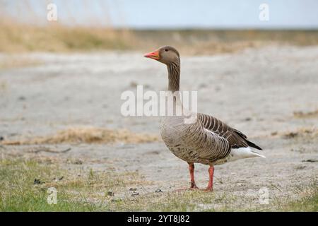 Allemagne, basse-Saxe, Juist, Île de Frise orientale, OIE Greylag (Anser anser) Banque D'Images