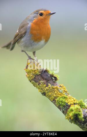 Robin assis sur une branche couverte de lichen. Banque D'Images