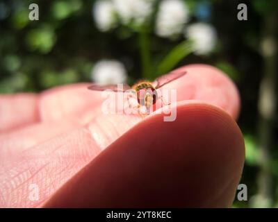 Vue frontale rapprochée d'une mouche aérienne (lat. Episyrphus balteatus) assise sur un doigt humain. Banque D'Images