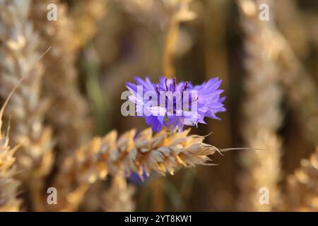 Bleuets dans un champ de céréales Banque D'Images