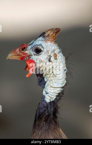 Portrait d'une pintade casquée (Numida meleagris). Banque D'Images