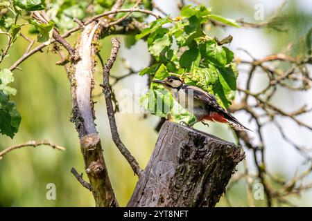 Grand pic tacheté (Dendrocopos major) assis sur un tronc d'arbre. Banque D'Images