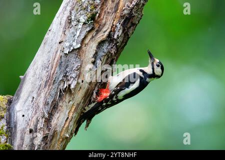 Grand pic tacheté (Dendrocopos major) assis sur un tronc d'arbre. Banque D'Images