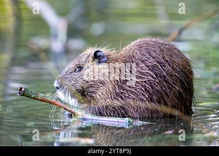 Nutria (Myocaster Coypus) sur le bord du lac dans la réserve naturelle de Mönchbruch Banque D'Images