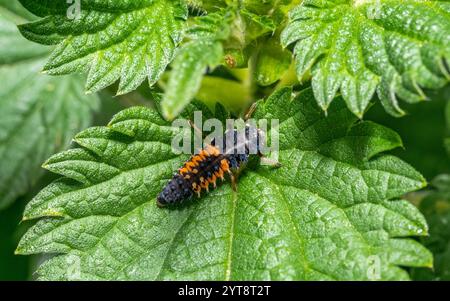 Photo macro d'une larve de coccinelle sur une feuille d'ortie verte piquante Banque D'Images