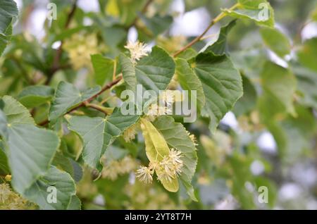 Gros plan de la fleur de tilleul. Miel et plante médicinale. Banque D'Images