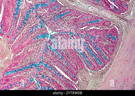 Détail microscopique du gros intestin de rat Banque D'Images