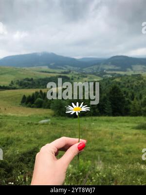 Main avec fleur de camomille. Main femelle tenant une petite fleur de camomille, montagnes vertes en arrière-plan. Banque D'Images