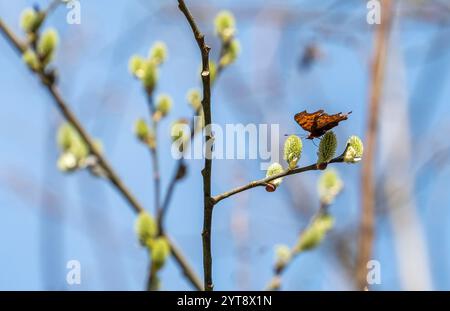 Photo latérale d'un papillon à virgule sur des chatons en fleur de grande taille, dans une ambiance ensoleillée Banque D'Images