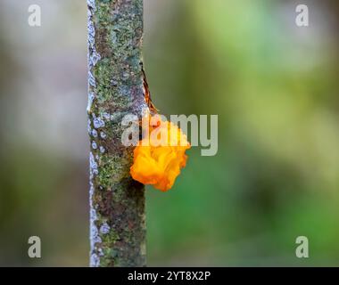 Gros plan d'un champignon de gelée dorée sur une branche dans une ambiance floue Banque D'Images