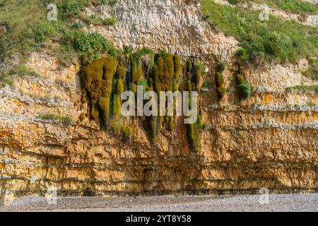 Falaise de craie près de Saint Léonard, commune du département de la Seine-maritime en région Normandie dans le nord de la France Banque D'Images