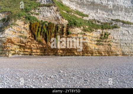 Falaise de craie près de Saint Léonard, commune du département de la Seine-maritime en région Normandie dans le nord de la France Banque D'Images