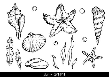 Collection d'illustrations vectorielles Seashells. Coquillages sous-marins et étoiles de mer sur le style de contour. Set dessin de mollusque dans un style linéaire simple. Sous l'eau Illustration de Vecteur