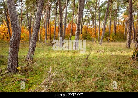 Paysage coloré de forêt d'automne vu autour de Hardheim, une municipalité dans le district de Neckar-Odenwald-Kreis dans le Bade-Wuerttemberg, Allemagne Banque D'Images