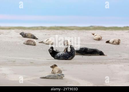 Phoques communs (Phoca vitulina) et phoques gris (Halichoerus grypus) reposant sur un banc de sable dans la mer des Wadden au large de Juist, Frise orientale, Allemagne. Banque D'Images