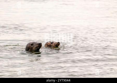 Phoques communs (Phoca vitulina) nageant dans la mer des Wadden au large de Juist, Frise orientale, Allemagne. Banque D'Images