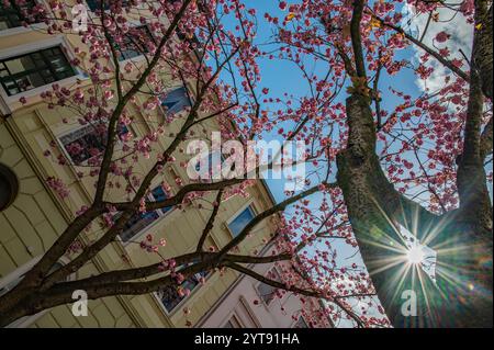 Cerise à fleurs japonaises dans la vieille ville de Bonn Banque D'Images