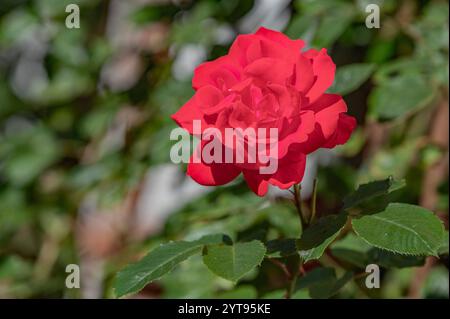 Rose du Bengale en fleurs Banque D'Images