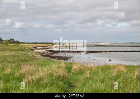 Sylt, mer, plage, ceinture de roseaux Banque D'Images